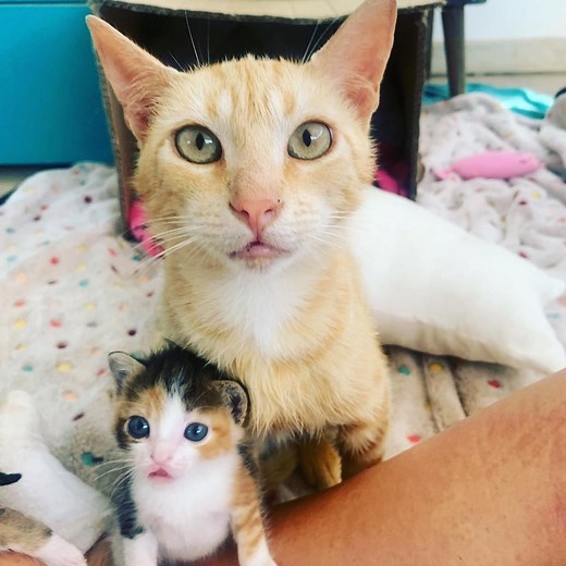 Stray cat follows this woman home — and what she does when she gets there is truly amazing 😻 | The Dodo