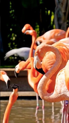 Flamingo Dance | Fun Classical Music for Kids | Animal Songs for Children