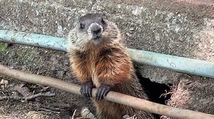 Nous avons toutes sortes de visiteurs à l’Aquarium… certains sont plus poilus que d’autres! 🥰 | Aquarium du Québec