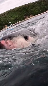 Great white shark explodes out of the water before sinking back down
