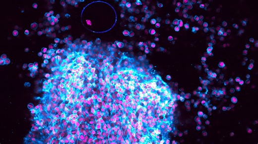 Des scientifiques filment pour la toute première fois une ovulation du début à la fin