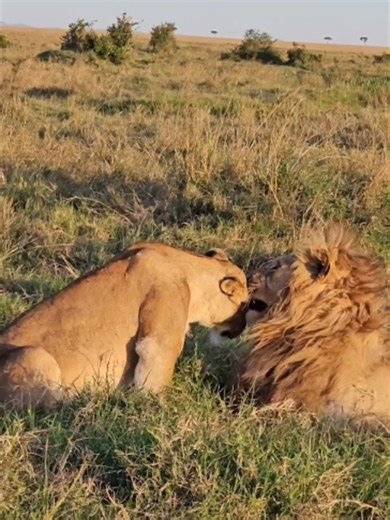 Wild. Raw. Powerful. Unforgettable. Tanzania’s national parks are truly places where nature tells its own story. And sometimes, the most remarkable moments happen right before your eyes. Witnessing lions mating in their natural ecosystem is a rare and fascinating wildlife experience, a powerful reminder of the circle of life and the incredible rhythms of the wild. From the golden savannahs to the sounds of wildlife surrounding you, every safari brings a new story, a new adventure, and memories t