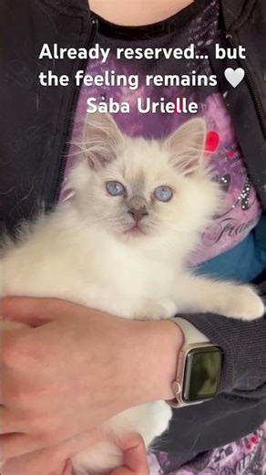 Saba Urielle in loving arms – Reserved Birman kitten | WCF breeder Hungary
