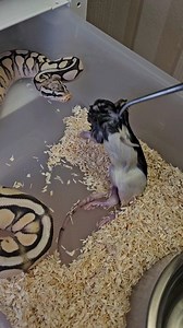 Enchi pastel cinnamon DG poss het pied female feeding👌👌👌 #royalpythons #ballpythonlove #beardeddragon #reptilebreeder #snek #morph #leopardgecko #petsnake #herpetology #animal #morphs #cornsnake #snakelove #reptilelove #livingart #ballpythonofinstagram #snakelovers #reptilesofinsta #serpent #ballpythonsnake #nature #ballpythonlover #babyballpython #snakesofinsta #crestedgecko #ballpythonmorphsofinstagram | Xclusive ball pythons