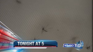 Coming up on WMBD news at 5: | WMBD