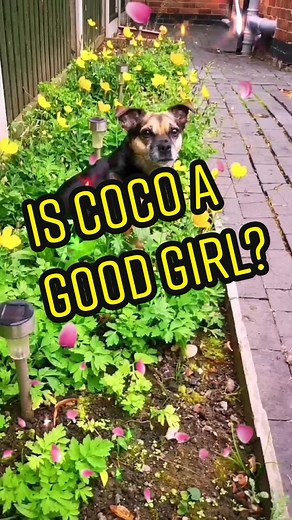 PRINCESS COCO 👑 (@everybody_loves_coco_)’s videos with original sound - Livingston