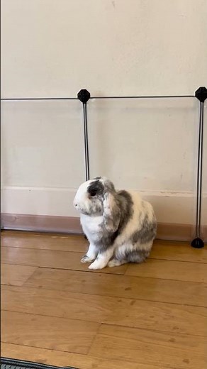 Bunny Hiccups 🐰