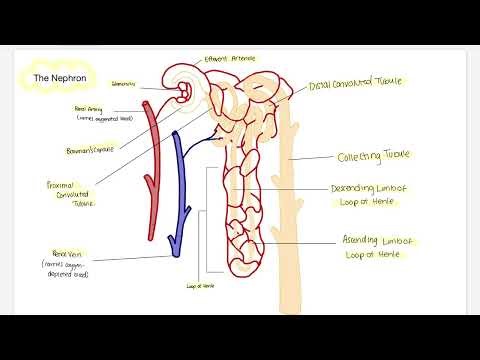 The Nephron Structure and Function