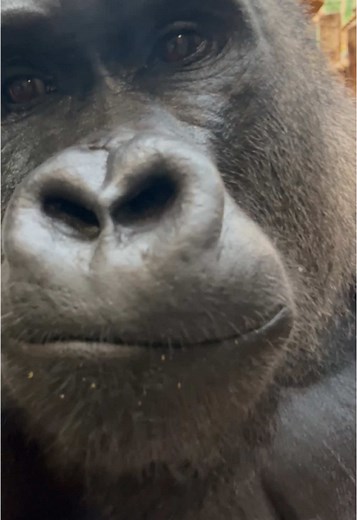 Meet Kiburi: London Zoo's 192kg Silverback Gorilla