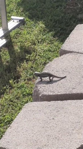 Dancing Lizard, what should we name him? #cute