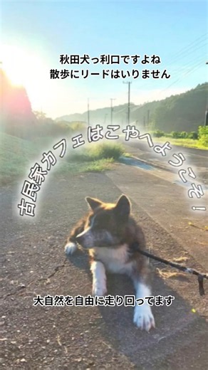 【公式】古民家カフェはこやと秋田犬PR動画〜埼玉県小川町の「はこや」は、大自然の中で秋田犬と触れ合えるアットホームな地域交流拠点です。