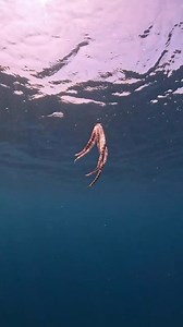 The Venomous Octopus 🐙 #underwaterlife #seacreatures #octupos | James Pelarios