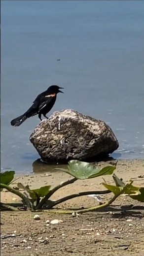 Cypress Trees in Sand, Snowy Egret, Red Winged Blackbird, White Ibis Preens & Boat Tailed Grackles!