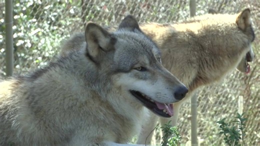 2 wolves from Seacrest Wolf Preserve find new home at Naples Sanctuary