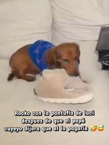 Sin duda la pulguita de toda la mansioncisa 🥺✨️🐾 #mansionvip #cuyeyo #perrijo #kimysuavecito #highlights @Kim Shantal @Eduardo González