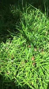 41K views · 18 reactions | Virginia Wildlife Management and Control on Reels | Facebook