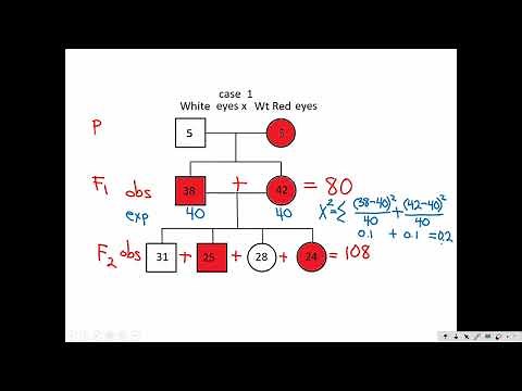Chi Square Test for Fruit Fly Genetics
