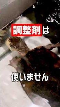 【水作り】入れたらOKはありえない！亀水槽に調整剤はいらない？！【カメ】