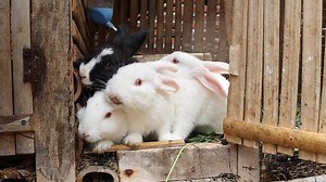 My little rabbits still remember them? now they are growing up🐰 | Grafting Examples