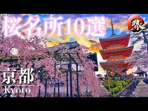 【究極の絶景】京都の桜名所 １０選