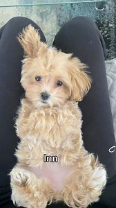 165K views · 1.7K reactions | When you are super comfy but it’s time to get up來❤️ #maltipoo #maltipoodle #maltipoos #maltipoosofinstagram #maltipoopuppy #maltipoolove #cutestpuppy #cutestdogs #cutestdogsever #dogslife #bestfriend #bestfriendsforever #dog #dogsofinsta #dogsofig #puppies #puppiesofinstagram #fluffypuppy #fluffypuppies #doodlepuppy #doodlepup #cutestdoodles #doodlelove #doodleoftheday #puppyoftheday #dogs | MLA Pets - My Little Angels | Facebook