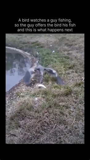 Strange species, humans—the only ones who can choose… and still choose violence. #learnfromanimals