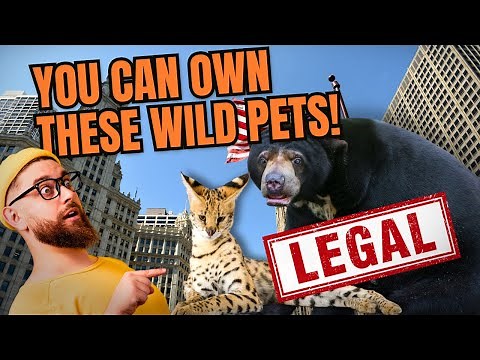You Can LEGALLY Own These Surprising Exotic Animals as Pets