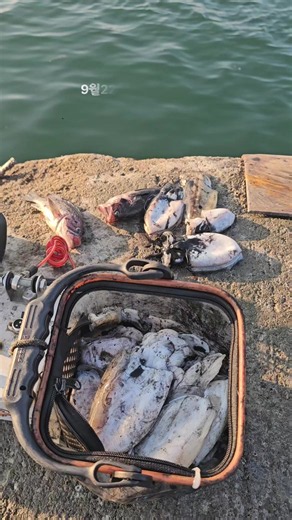 서해권 갑오징어 낚시: 충남 보령 원산도 9월22일 현장