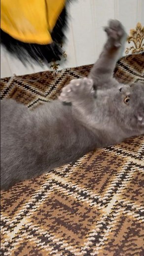 Playful Cat Goes Crazy! 😂 | Super Energetic Kitty Fun