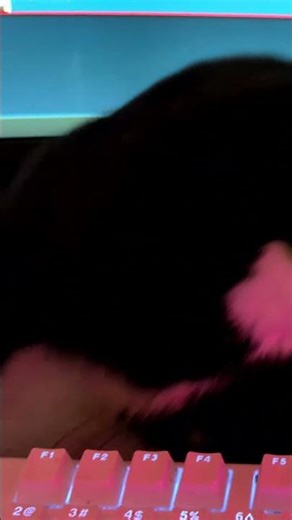 ᓚᘏᗢ Kitty Grooming Himself on Computer Desk - Part 2 | Cute Tuxedo Cat Short