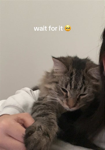 The Joy of Holding Hands with Cats