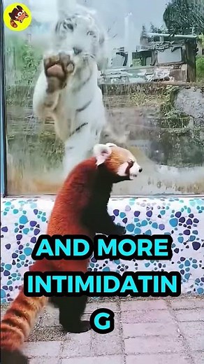 Why Red Pandas Stand Up When Scared 🐾 (It’s Not Just Cute!) #animals #cat #shorts