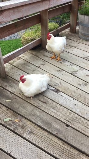 Exploring Free Range Birds and Their Environment