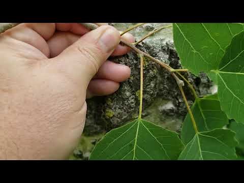 ID That Tree: Large Tooth Aspen