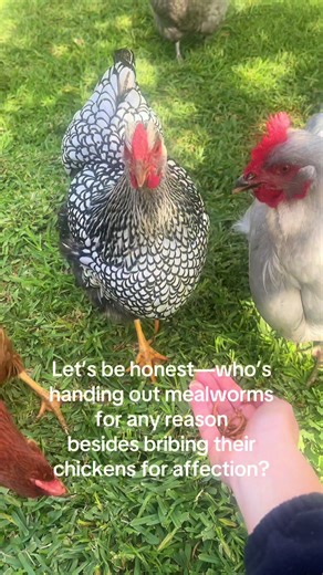 Let’s be honest—who’s handing out mealworms for any reason besides bribing their chickens for affection? #chickens #chickensoftiktok #mealworms #loveme