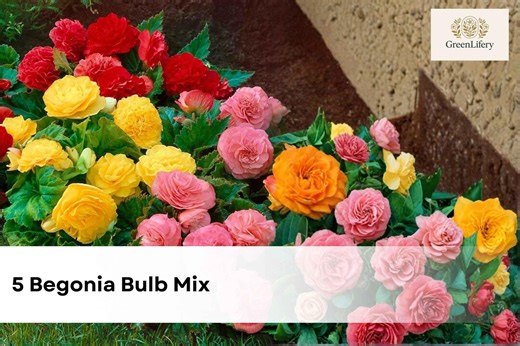 5 Begonia Bulb Mix | Colorful Tuberous Begonia Flower Bulbs - Etsy