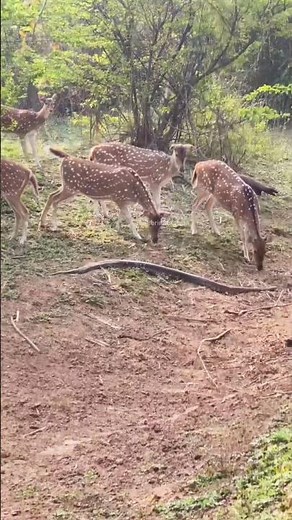 Nature Turns Silent as a Python Moves Through the Forest #naturelovers #animals #snakevideo #snake