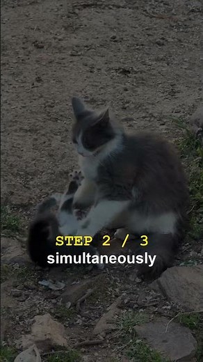 How to Get Your Cat to Accept Being Picked Up | World Is Weird