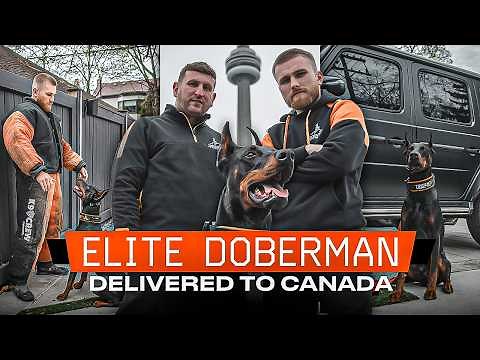 This Elite Doberman Is A Beast | Meet Marco The Family Protection Dog