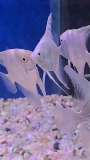 White Platinum Angelfish & Molly Fish | Stunning Aquarium Short