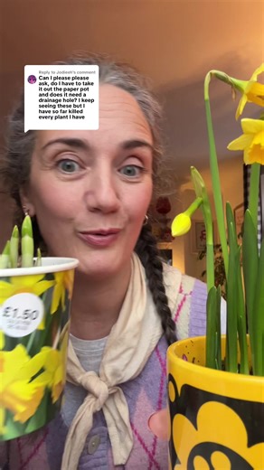 The Benefits of Buying Daffodils in Pots
