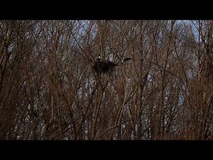 Bald Eagles Perch on Nest in Kentucky