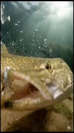 This is why I fear murky water... 💀