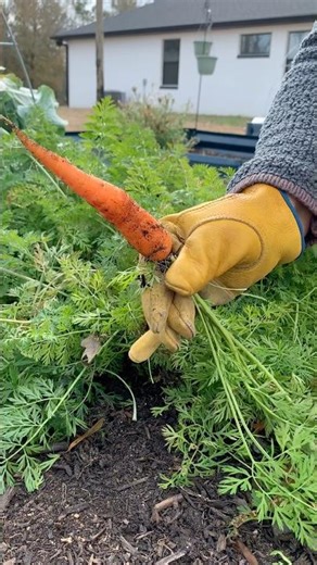 Time to Harvest Carrots! 🥕 | Full Video on Backyard Florida