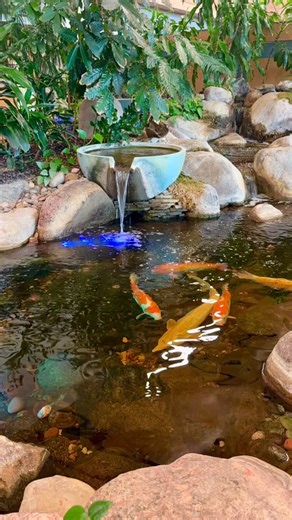 Aquascape Pond Shop on Instagram: "Koi doing what koi do best! #pond #koi #timelapse #aquascapes"