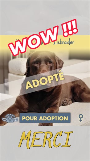 Merci de ton support ! Ils ont maintenant une nouvelle famille ! Tu peux parler de nos services, partager les publications et faire une contribution. ✨ ✨ ✨ Ces petits gestes ont une IMMENSE impacte pour les animaux. 💯 👇 💥 • Virement Interac à l’adresse samuel.cote@refugelfm.com et la réponse est Moustachus • Par PayPal : https://www.paypal.com/donate/?hosted_button_id=D539RVS7GUYXJ #lfmsa | Les Fidèles Moustachus, solutions animales