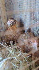 Bantam EE are the best broody Mammas ❤️ | Cajun Creek Farm