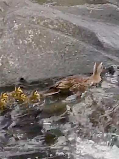 Moana energy in the wild! 🌊🐤✨