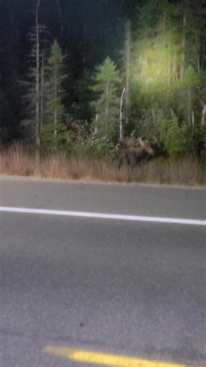 The bus had moose mojo Sunday night. All got a nice show from this mom and her twins. Next tour is Tuesday book soon. Www.moosetoursnh.com | Pemi Valley Moose Tours