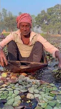 Water Chestnet ( सिंघाड़ा ) farming in Indian Village